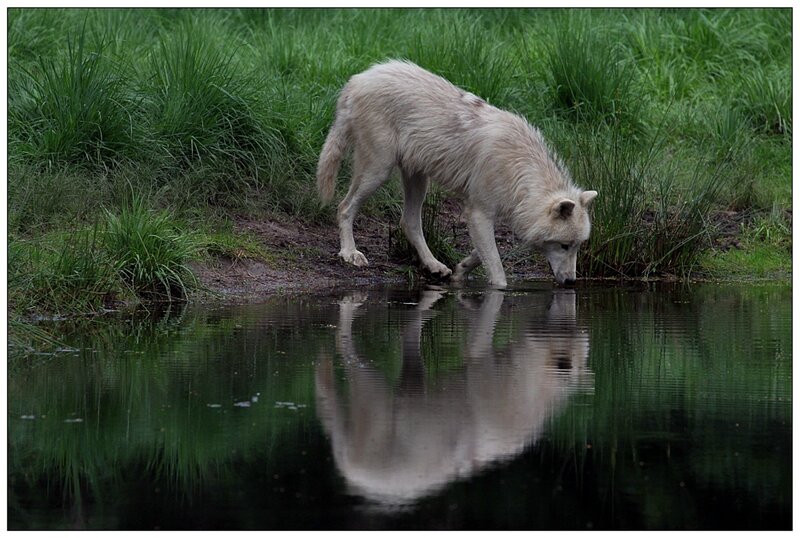 White Wolf Drinking Water — Green
