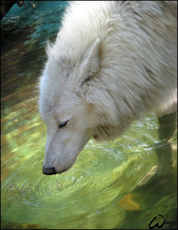 white wolf drinking water