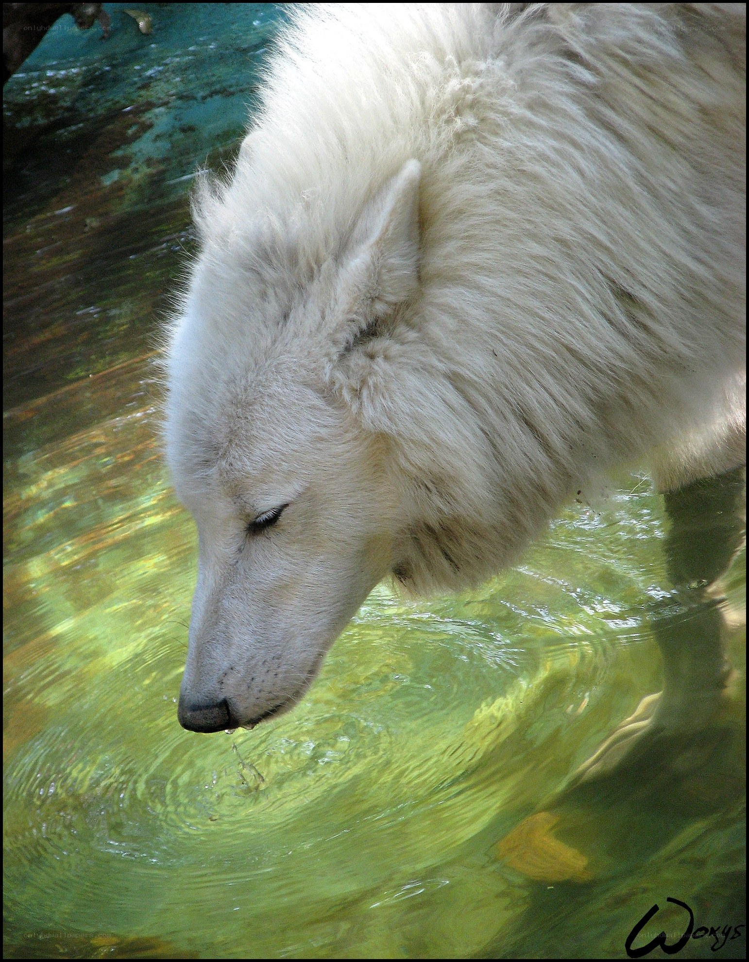 white wolf drinking water