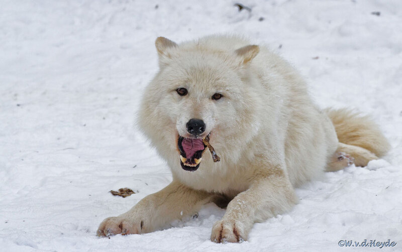 White Wolf Eating Bone