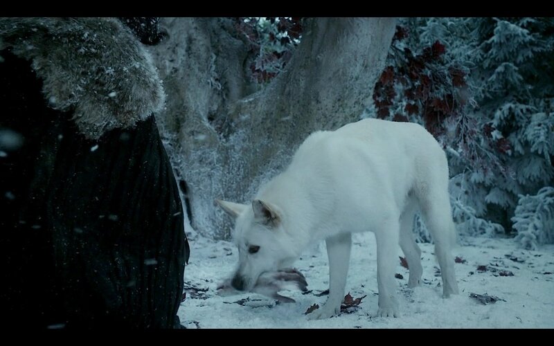 White Wolf Eating Prey