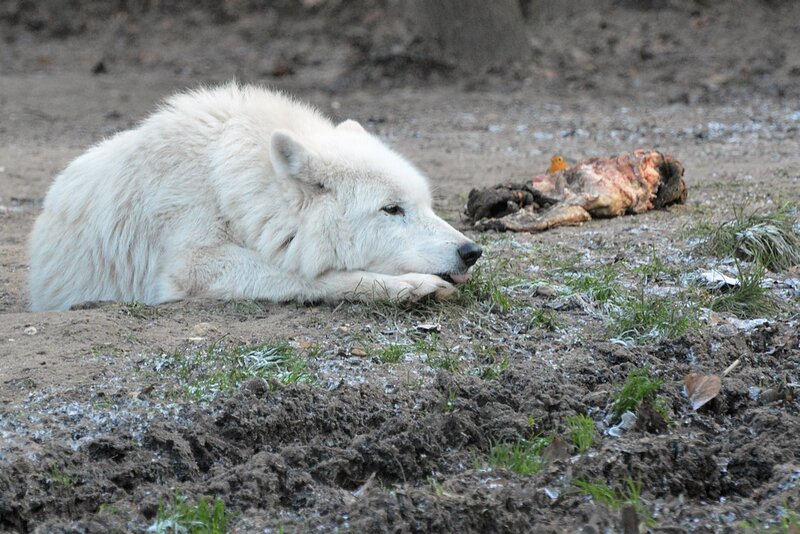 White Wolf Eating