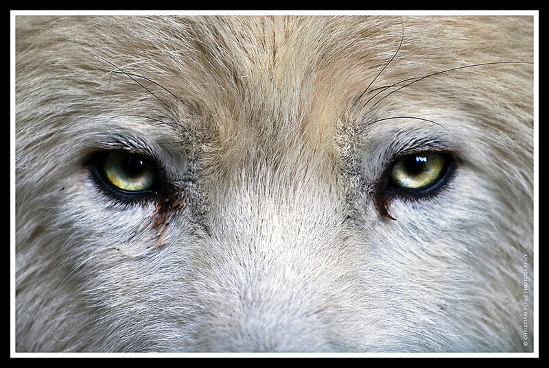 White Wolf Eyes — Intense