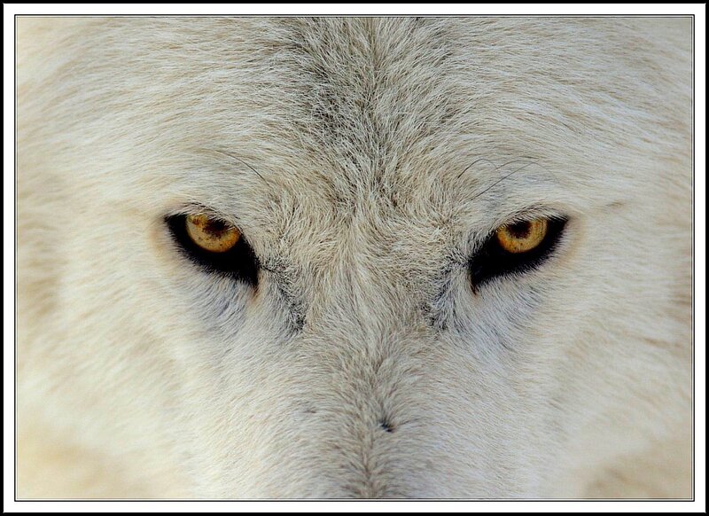 White Wolf Eyes
