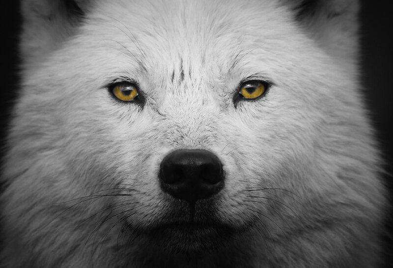 White Wolf Face — Black, Intense, Photograph