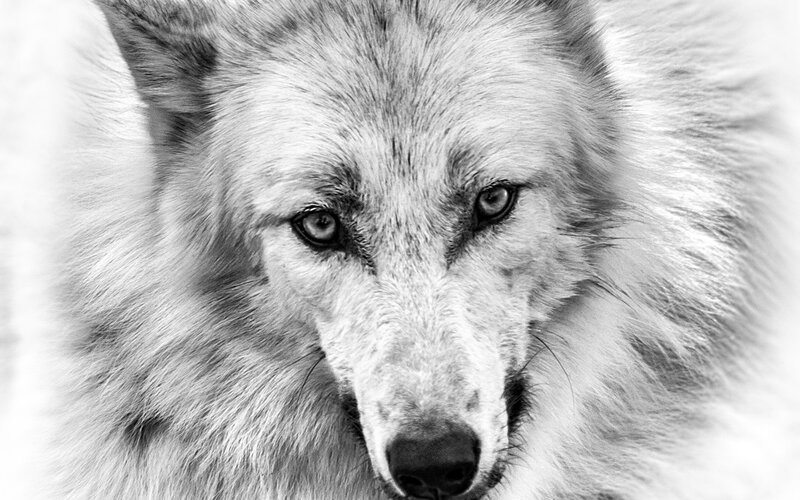 White Wolf Face — Black, Intense