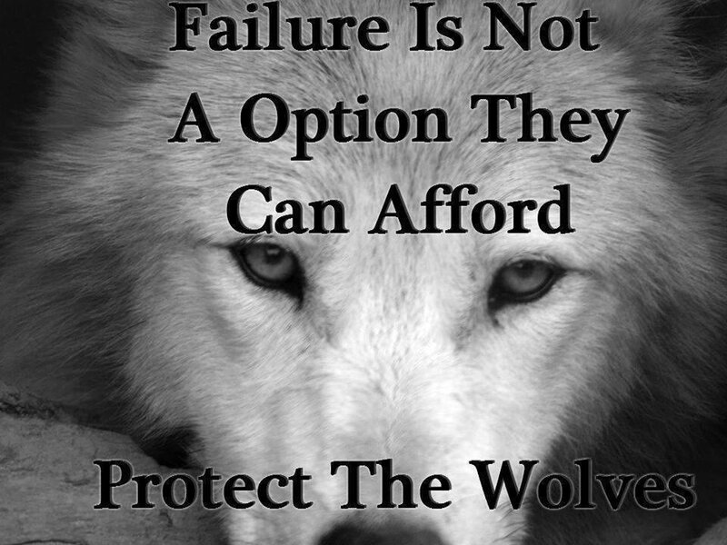 White Wolf Face — Black, Serious