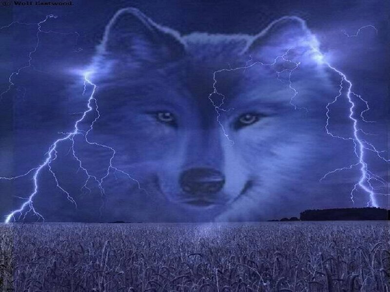 White Wolf Face — Blue