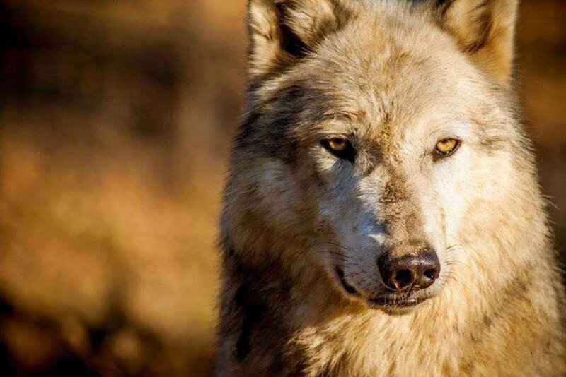 White Wolf Face — Brown