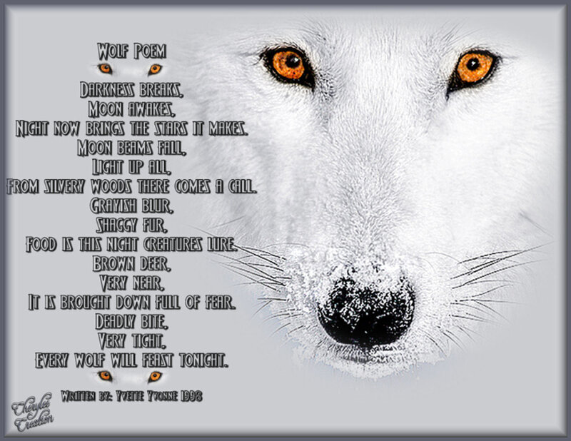 White Wolf Face — Dramatic