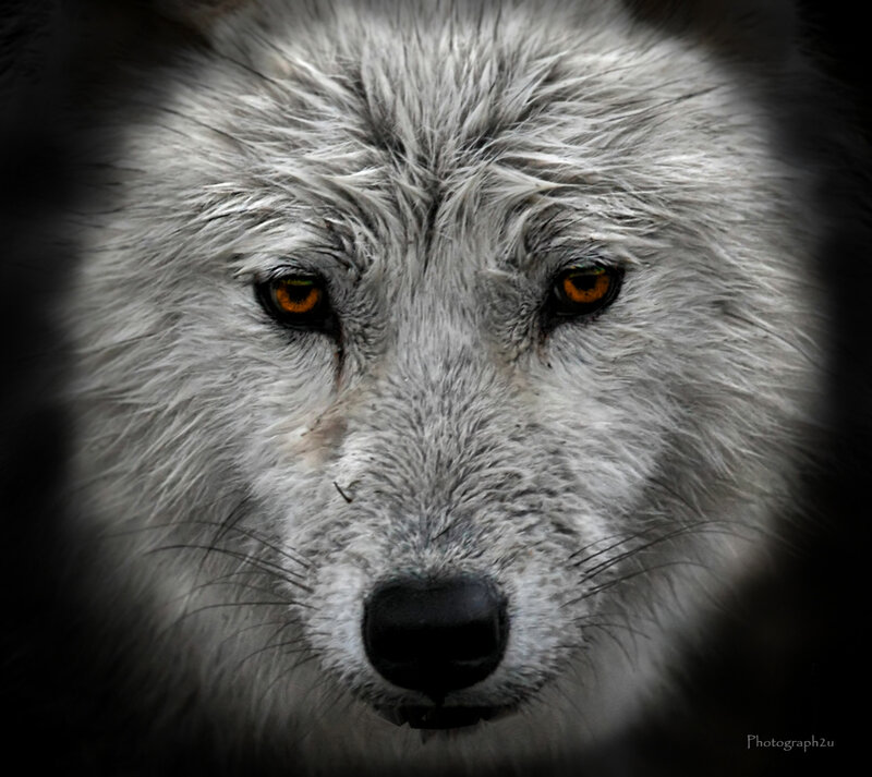 White Wolf Face — Gray, Intense, Photograph