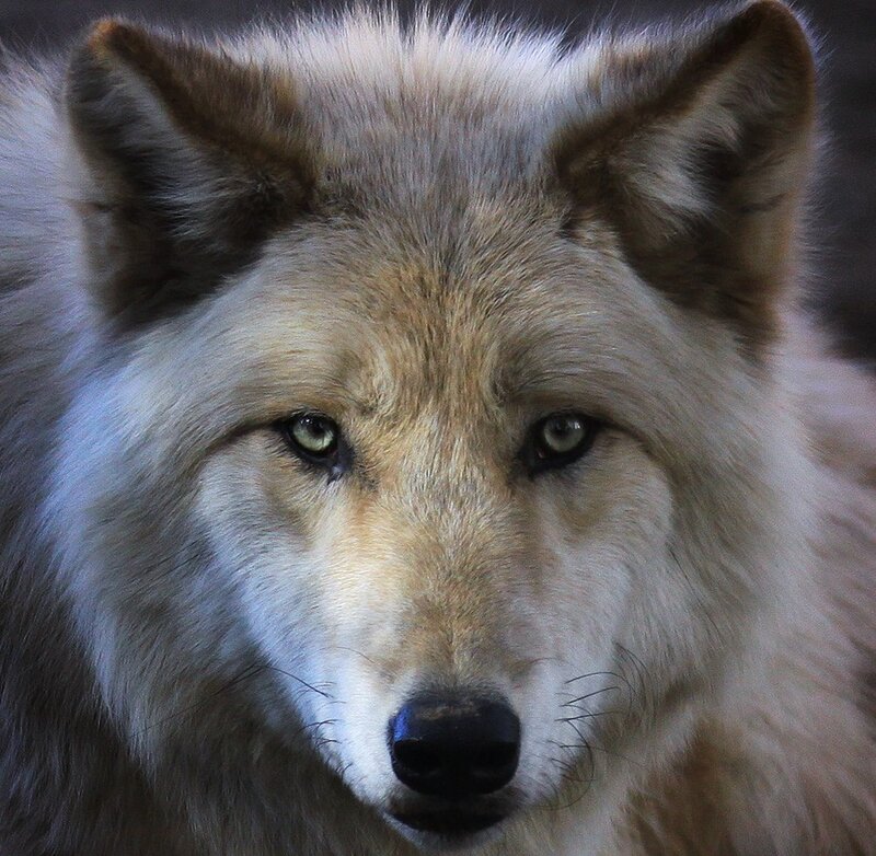 White Wolf Face — Gray, Intense