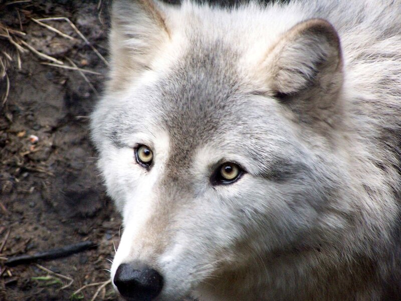 White Wolf Face — Gray