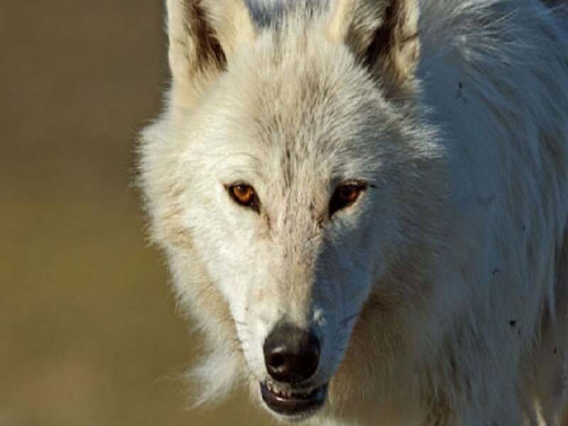 White Wolf Face — Intense, Afternoon