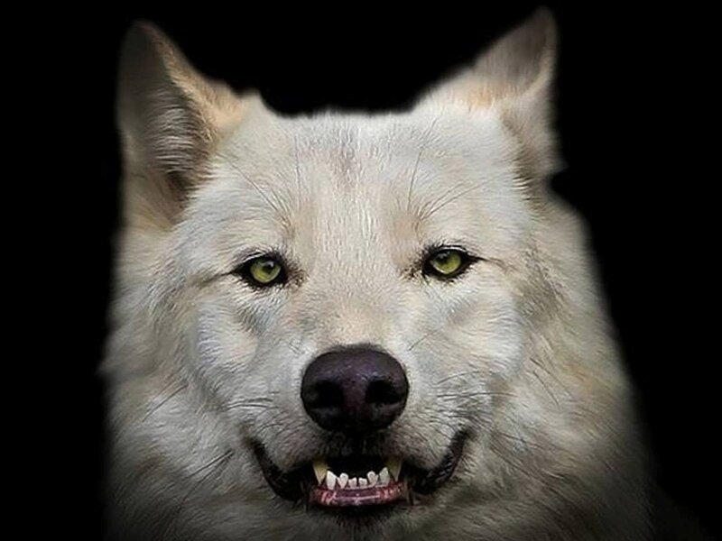 White Wolf Face — Intense, Photograph, Eyes, Snout, Teeth