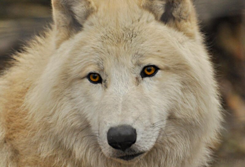 White Wolf Face — Intense, Photograph, Eyes, Snout