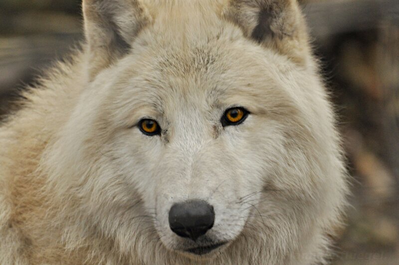 White Wolf Face — Intense, Photograph, Eyes
