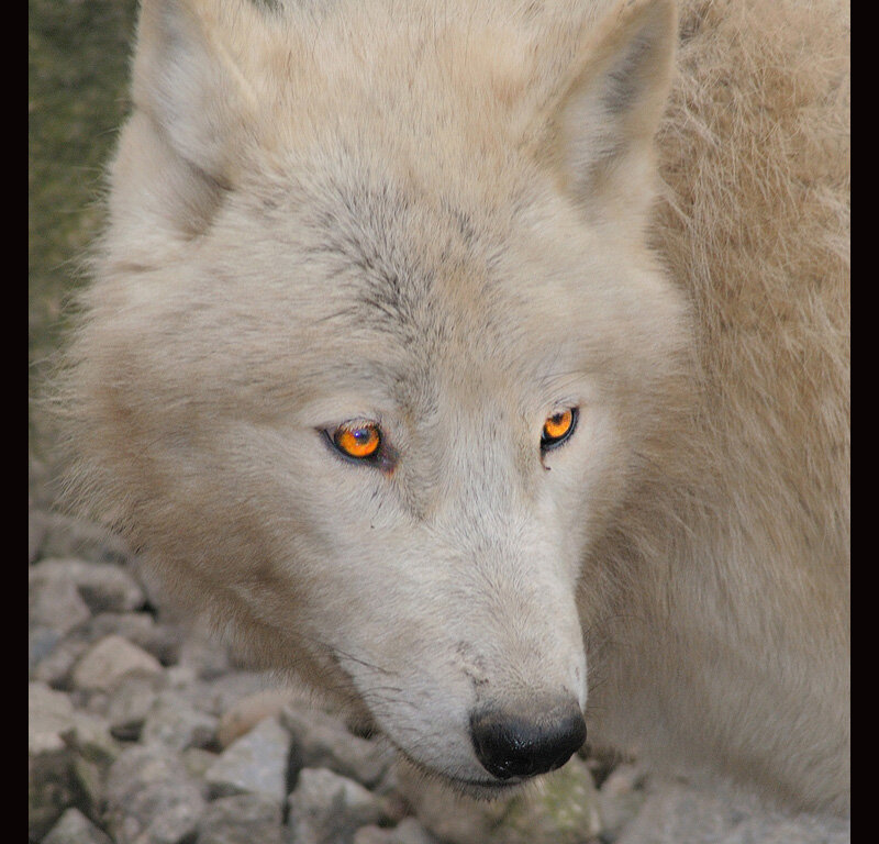 White Wolf Face — Intense, Photograph