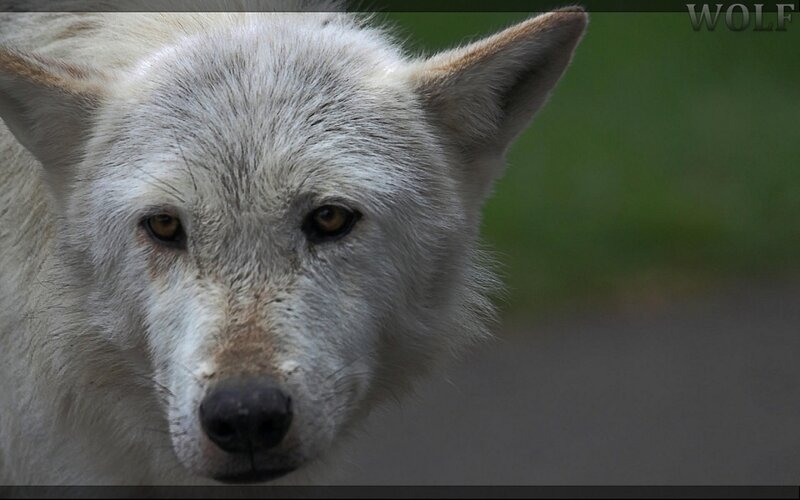 White Wolf Face — Intense