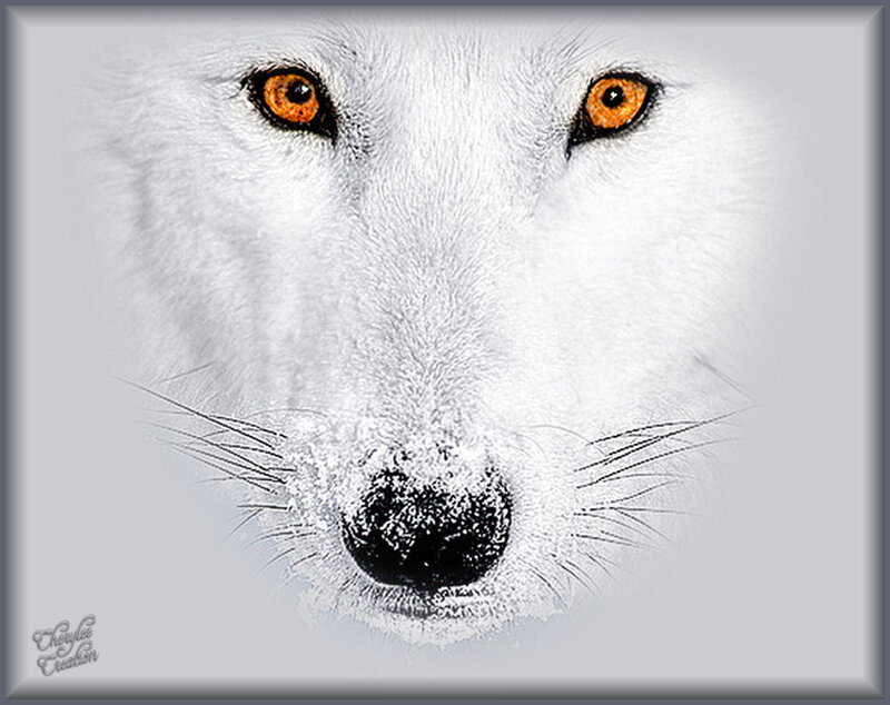White Wolf Face — Intense, Winter
