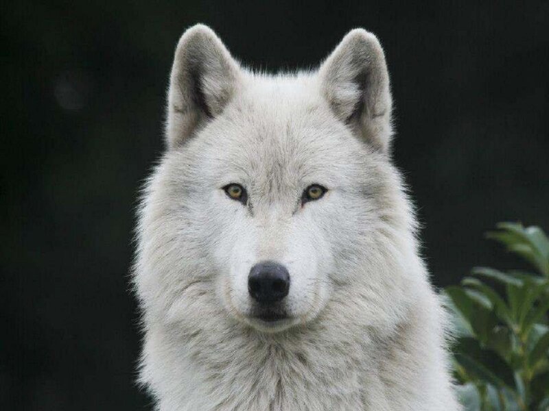 White Wolf Face — Neutral