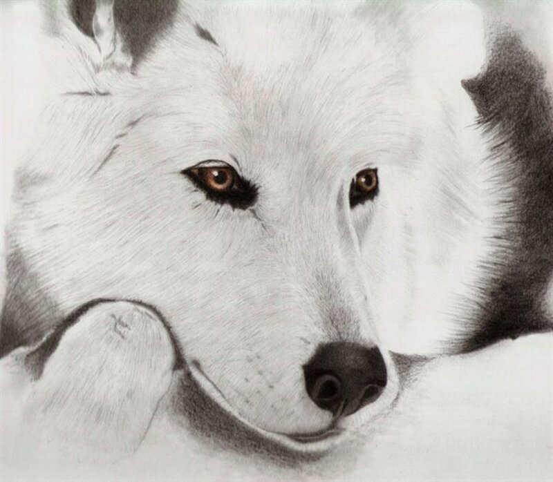 White Wolf Head — Black