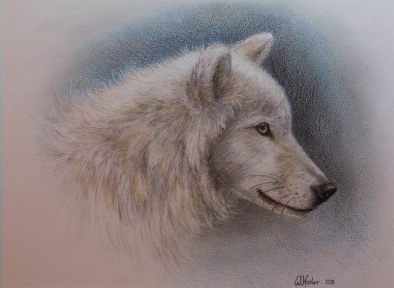 White Wolf Head — Calm