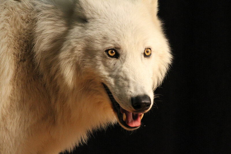 White Wolf Head — Dramatic