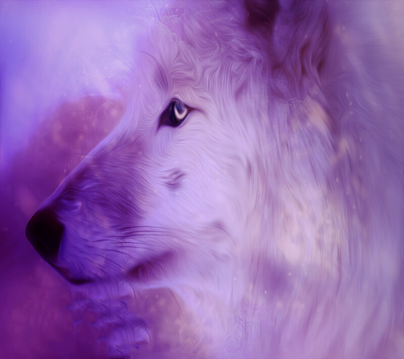 White Wolf Head — Purple