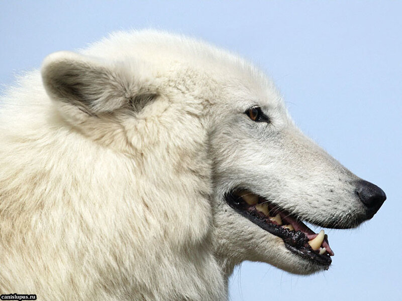 White Wolf Head
