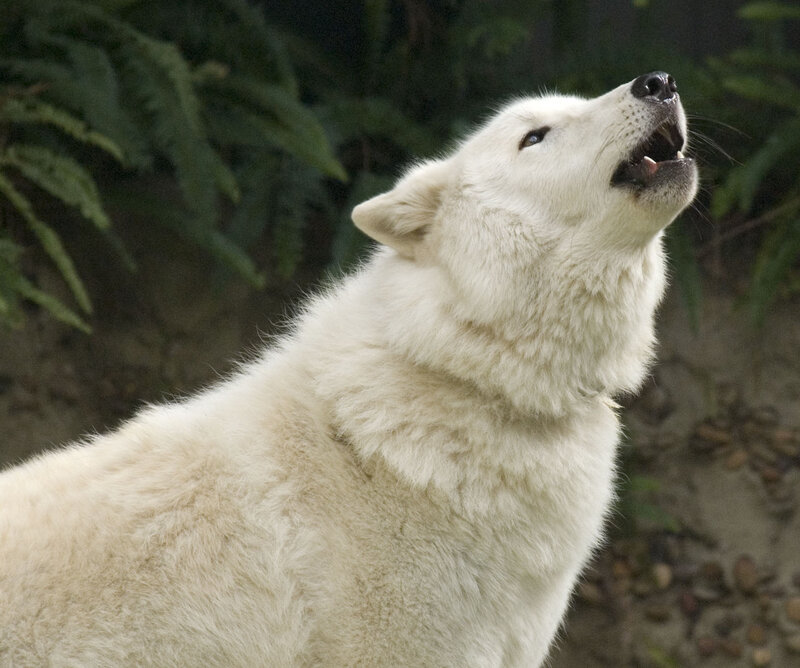 White Wolf Howling — Alert, Photograph, Green Foliage
