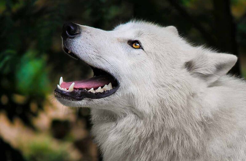 White Wolf Howling — Alert, Photograph