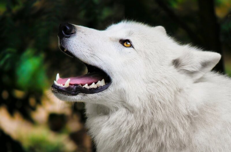 White Wolf Howling — Alert