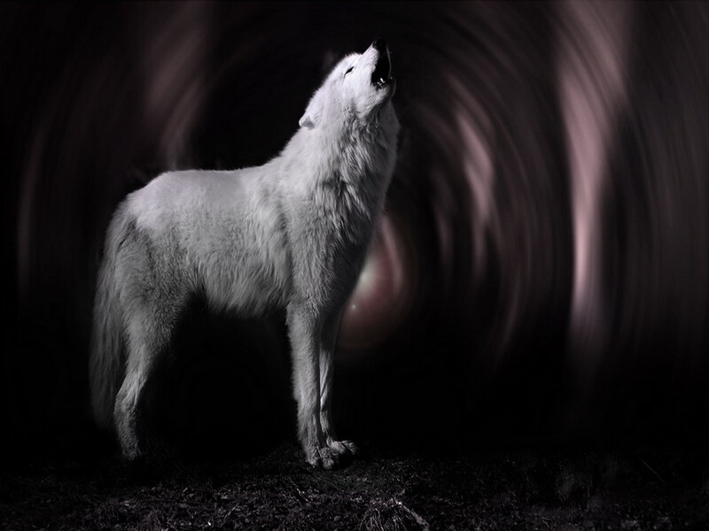 White Wolf Howling — Black, Dramatic, Night, Digital Art