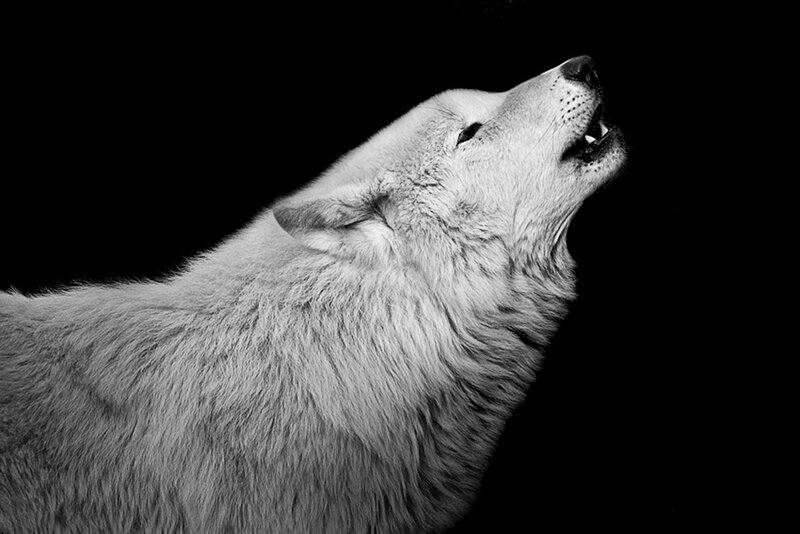 White Wolf Howling — Black, Dramatic, Night, Photograph, Black Background