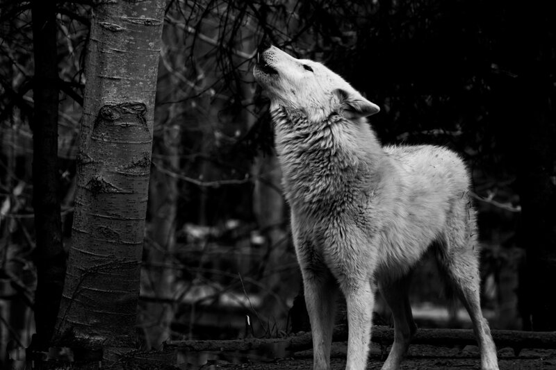 White Wolf Howling — Black, Dramatic, Night, Photograph