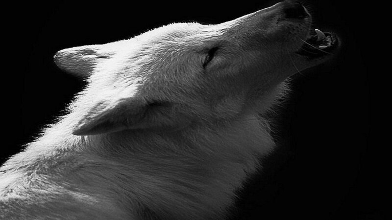 White Wolf Howling — Black, Dramatic, Photograph, Howl