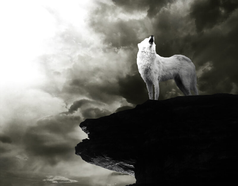 White Wolf Howling — Black, Dramatic, Photograph