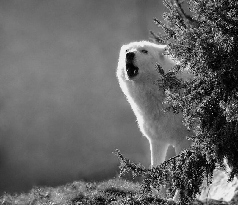 White Wolf Howling — Black, Dramatic, Photograph, Tree