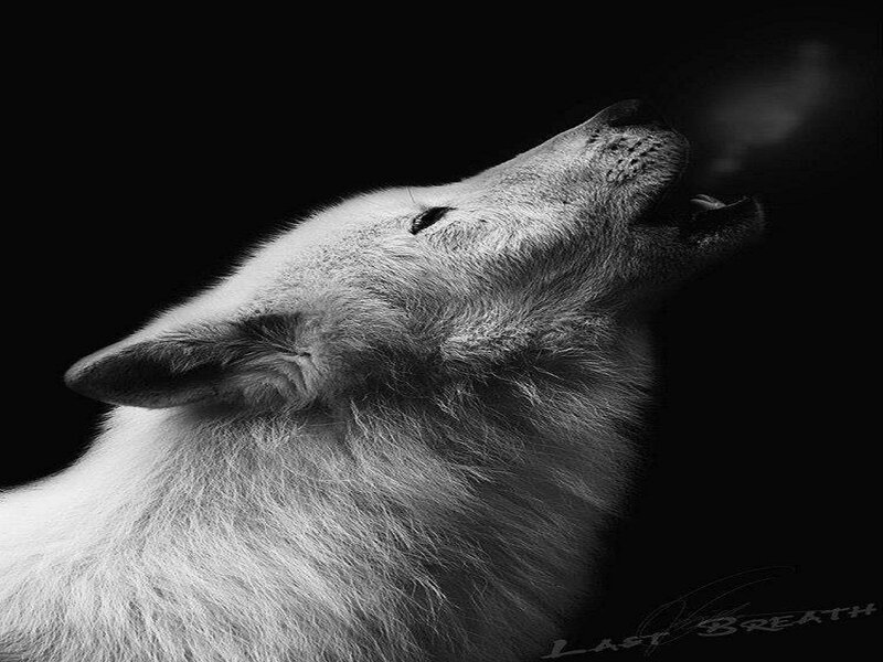 White Wolf Howling — Black