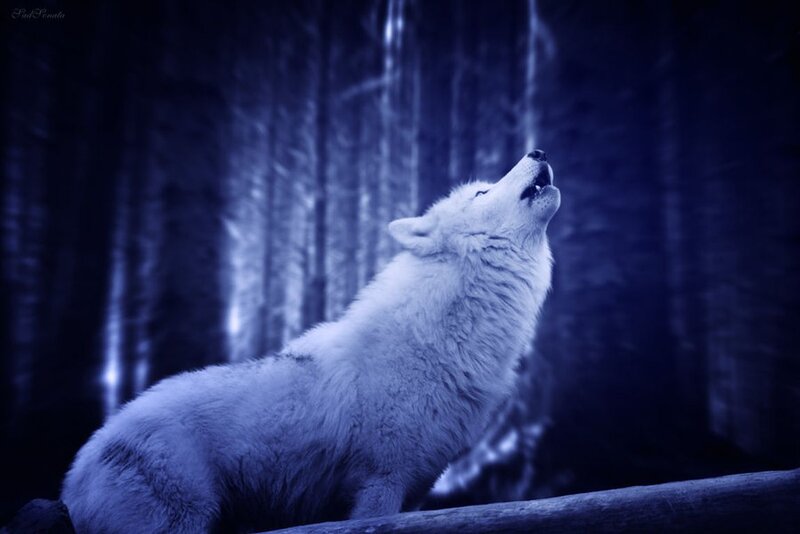 White Wolf Howling — Blue, Dramatic, Night, Digital Art, Forest