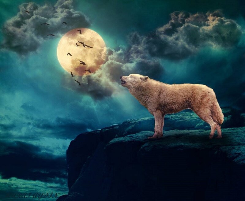 White Wolf Howling — Blue, Dramatic, Night, Digital Art, Moon, Clouds, Birds