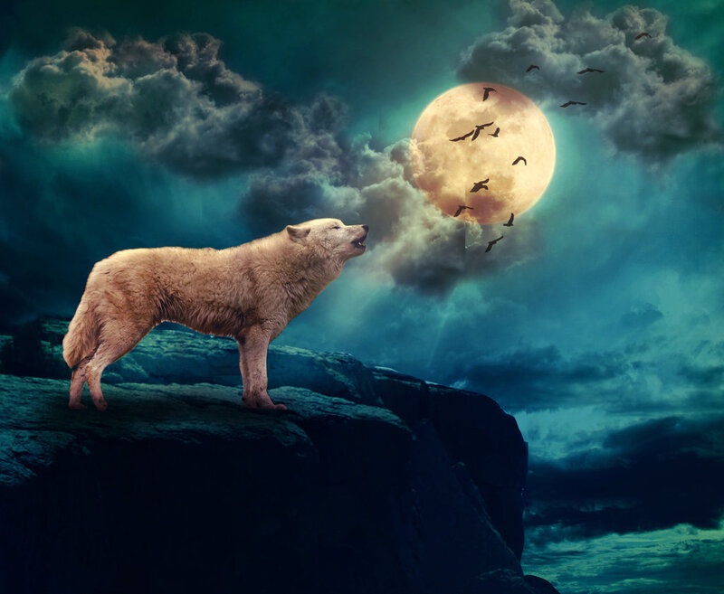 White Wolf Howling — Blue, Dramatic, Night, Digital Art, Moon, Clouds