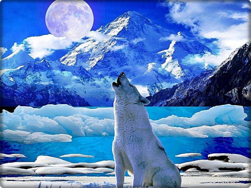 White Wolf Howling — Blue, Dramatic, Night, Digital Art, Mountain