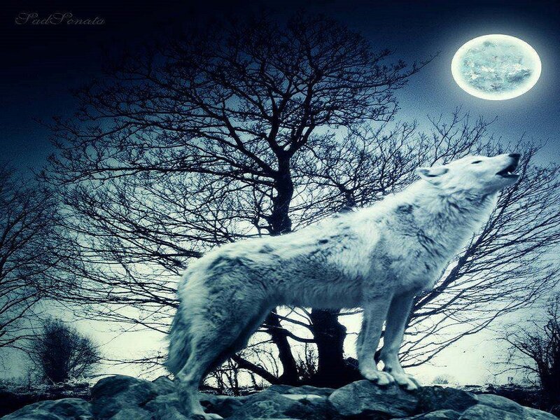 White Wolf Howling — Blue, Dramatic, Night, Digital Art