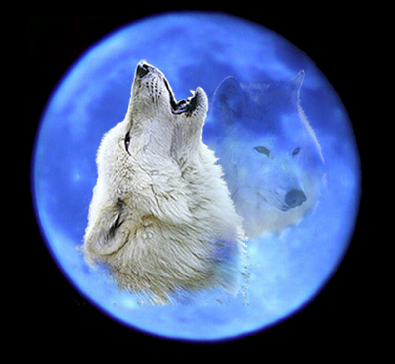 White Wolf Howling — Blue, Dramatic