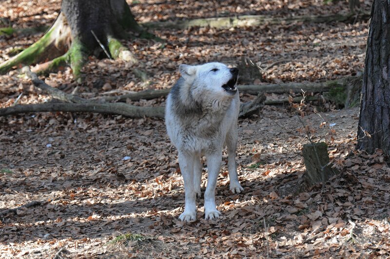 White Wolf Howling — Brown, Natural