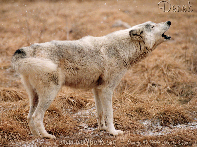 White Wolf Howling — Brown