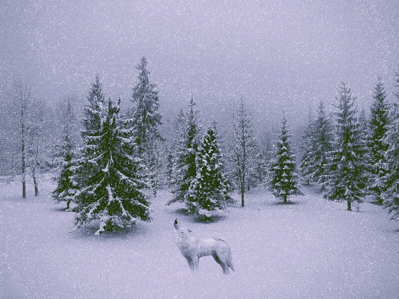 White Wolf Howling — Cold