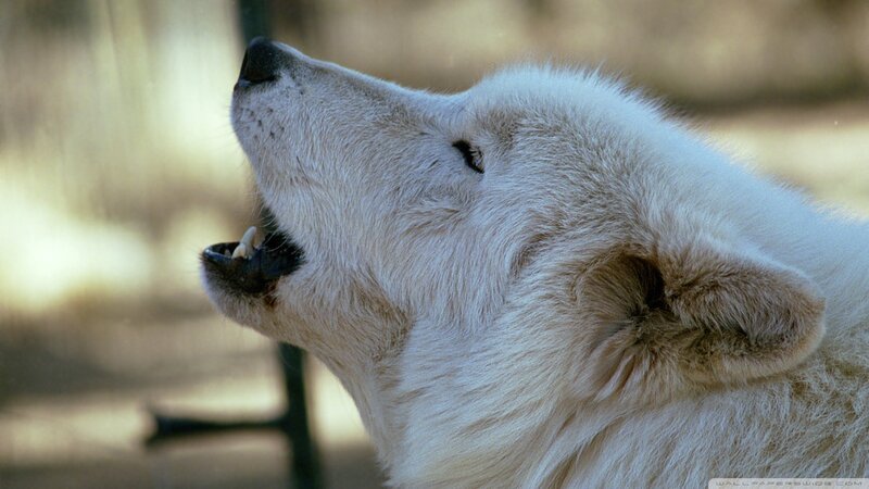 White Wolf Howling — Dramatic, Afternoon